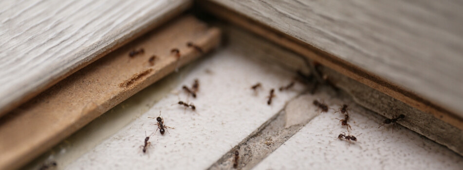 tab-verticle-ant-img01